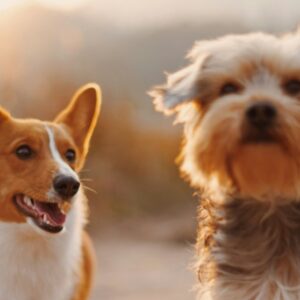 ACCESSOIRES POUR ANIMAUX